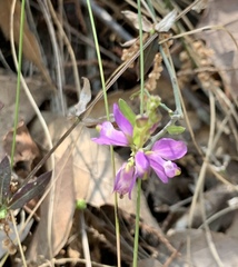 Rhinotropis californica