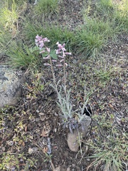 Boechera breweri