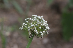 Allium cepa