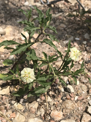 Chamaesaracha edwardsiana