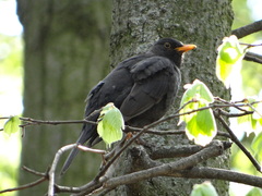 Turdus merula