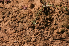 Cyperus uitenhagensis