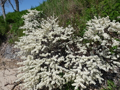 Prunus maritima