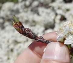 Prunus maritima