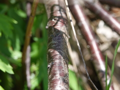 Prunus maritima