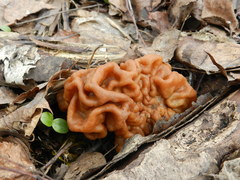 Gyromitra gigas