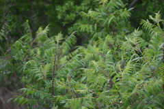 Rhus lanceolata