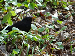 Turdus merula