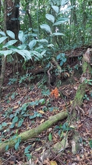 Chamaedorea pinnatifrons
