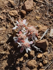 Euphorbia radians