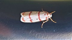 Cyana pretoriae