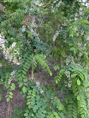 Robinia pseudoacacia