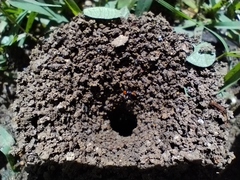 Pheidole xanthogaster