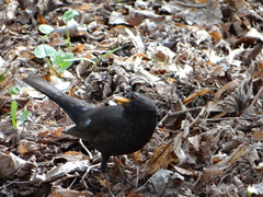 Turdus merula