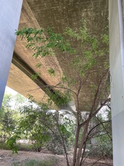 Robinia pseudoacacia