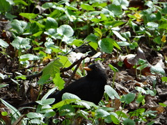 Turdus merula
