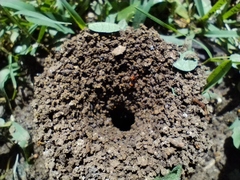 Pheidole xanthogaster