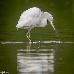 Egretta thula