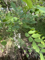 Robinia pseudoacacia