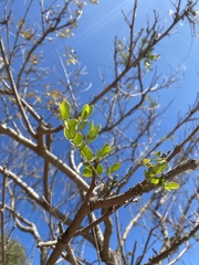 Spondias purpurea