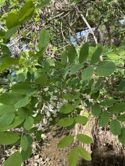 Robinia pseudoacacia