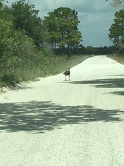 Meleagris gallopavo osceola