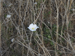 Nierembergia rigida