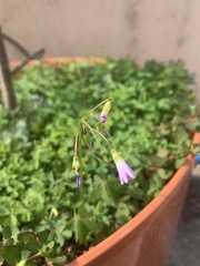 Oxalis