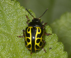 Calligrapha matronalis