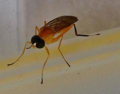 Ptecticus elongatus