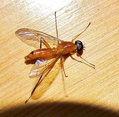 Ptecticus elongatus