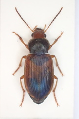 Diachromus germanus