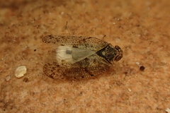 Tachycixius pilosus