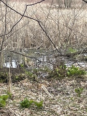 Emydoidea blandingii