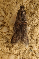 Acrobasis obliqua