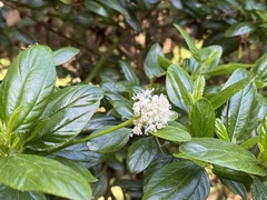 Ceanothus incanus