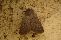 Caradrina flavirena