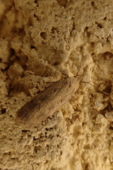 Platyedra subcinerea