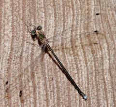 Chlorolestes tessellatus