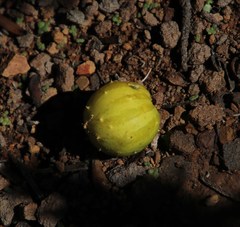 Cucumis myriocarpus