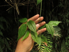 Clematis haenkeana