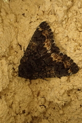 Catephia alchymista