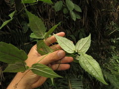 Clematis haenkeana