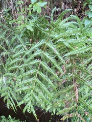 Pteris incompleta image