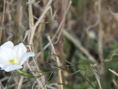 Nierembergia rigida