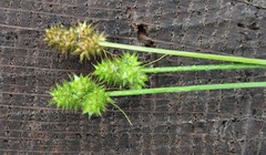 Carex leavenworthii