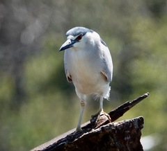 Nycticorax nycticorax