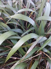 Phormium
