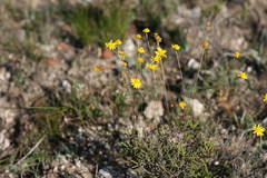 Euryops ericifolius