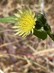 Sonchus oleraceus